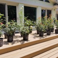 LandmarkAOS landscaper charlotte nc